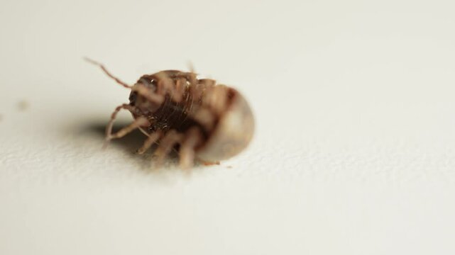 Common pillbug or sow bug moving its little legs upside down. Macro close up. Pill woodlouse or pill bug. Woodlice Armadillidium vulgare has chitin body and roll into a ball to defence from predators