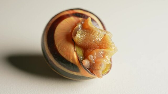 Snail moving extreme macro close up. Vineyard snail crawling. Slug on white background. Crustacean land animals in the class of molluscs. Malacophobia phobia fear of snails. Halloween background.