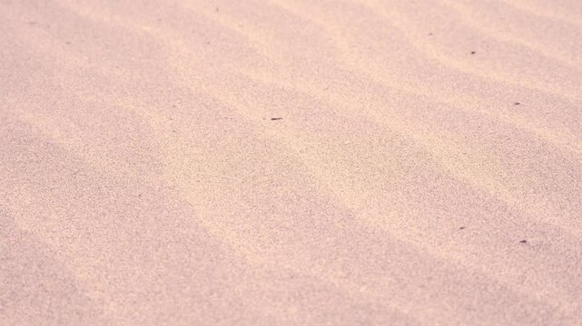 Sand waving in the wind in dunes at Singing Sands. Bruce Peninsula National Park Ontario Canada. Large sandy beach on Lake Huron. Beach named after the sound the wind makes whistling through the dunes