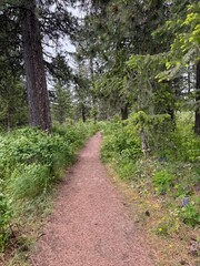 Fototapeta premium Hiking path in the forest