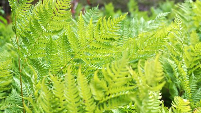 Ferns in the woods at windy day. Close up of green fern leaves in the woodlands of North America, Ontario, Canada. Wild forests ferns at Bruce Peninsula.