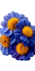 Close-up of vibrant blue flowers with yellow centers