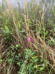 Flower in the tall grass