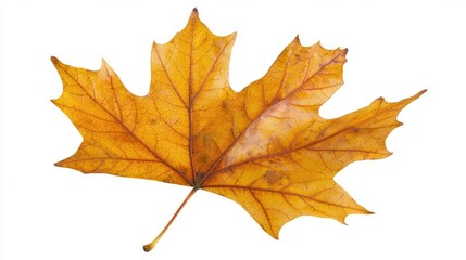 Fototapeta premium A single maple leaf isolated on a white background.