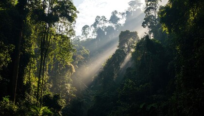 Obraz premium Sunlight streams through tropical forest