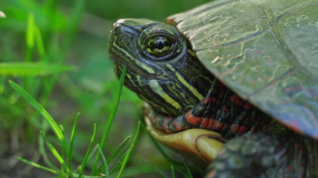 Painted Turtle is resting in the shadow near pond at very hot day. Most widespread native turtle of North America. Stouffville Conservation Area and Reservoir in Toronto, Ontario, Canada.