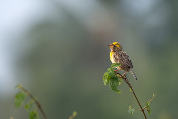 A beautiful Baya weaver perched with morning call against a soft, blurred background with leaves and blurred pink flower.