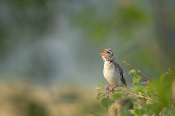 A beautiful Baya weaver perched with morning call against a soft, blurred background with leaves and blurred pink flower.