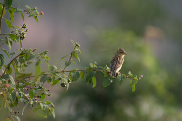A beautiful Baya weaver perched against a soft, blurred background with leaves and blurred pink flower.