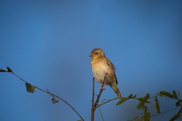 A beautiful Baya weaver perched against a soft, blurred background with blue sky.