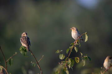 A beautiful Baya weaver perched against a soft, blurred background with leaves and blurred pink flower.