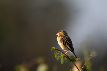 A beautiful Baya weaver perched against a soft, blurred background with leaves and blurred pink flower.