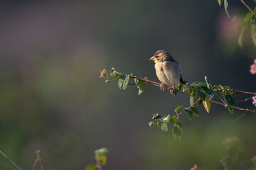 A beautiful Baya weaver perched against a soft, blurred background with leaves and blurred pink flower.