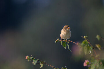 A beautiful Baya weaver perched against a soft, blurred background with leaves and blurred pink flower.