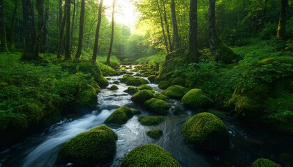 Obraz premium Lush forest stream