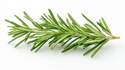 Fototapeta premium A sprig of rosemary leaves with sharp details