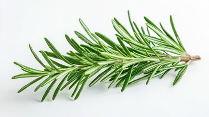 Fototapeta premium A sprig of rosemary leaves with sharp details