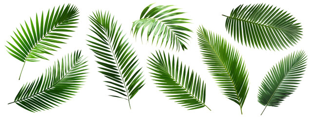 PNG Tropical lush green palm leaves, elements on transparent background
