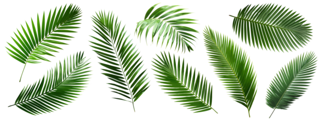 PNG Tropical lush green palm leaves, elements on transparent background
