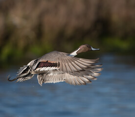 Pintail Duck