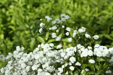 Beautiful white gypsophila flowers growing outdoors, closeup