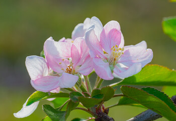 Apple blossoms of the red delicious cultivar softly lit by morning sunlight to show their delicate structure and hues of pink