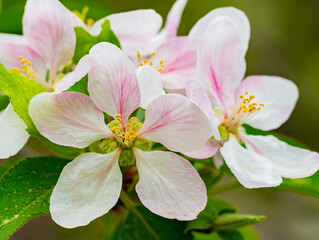 Obraz premium Apple blossoms with hues of pink in soft light that shows their delicate details