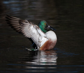 Norther Shoveler