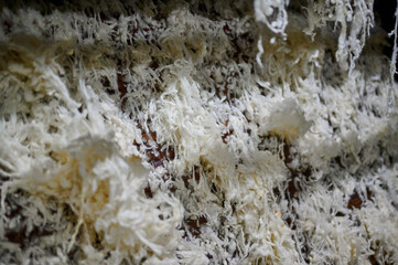 Sheep wool harvested and prepared as raw material for felt production in a vibrant workshop during afternoon sunlight