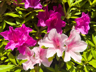 都心散歩　ツツジの頃の浜離宮あたり