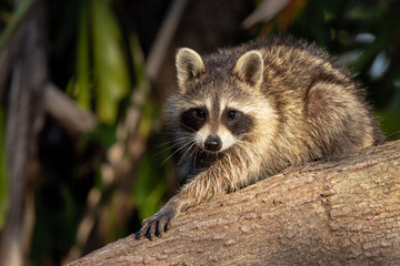 Young raccoons (Procyon lotor) in southwest Florida being cute.