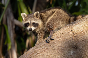 Young raccoons (Procyon lotor) in southwest Florida being cute.