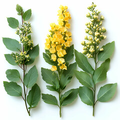 Fototapeta premium Three plants with yellow flowers and green leaves