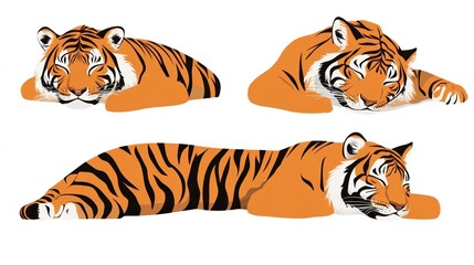 Three sleeping tigers, white background, wildlife illustration, zoological resource