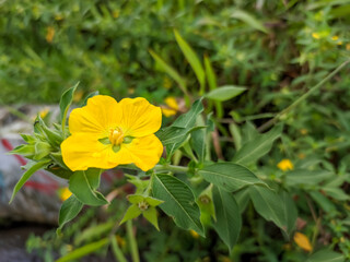 This close-up shows a beautiful Ludwigia grandiflora flower, a vibrant yellow with four big petals and a green center. It's surrounded by green leaves and buds, all softly blurred in the background.