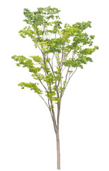 ケヤキ　樹木　4月撮影　樹高約7m