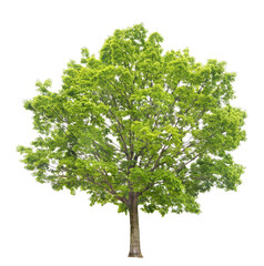 樹木　コナラ　4月撮影　樹高約10m