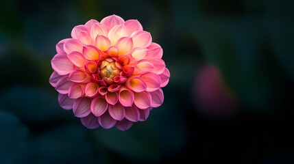 Pink Dahlia Flower Bloom Closeup Photography