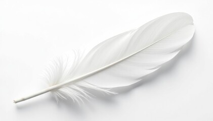 A single, pristine white feather against a stark white backdrop , close-up, light