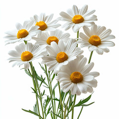 Fototapeta premium White daisies bouquet