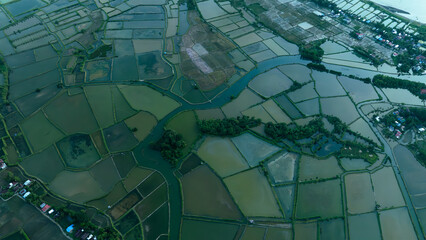 Lush Green Rice Field in a Coastal Village Ready for Planting