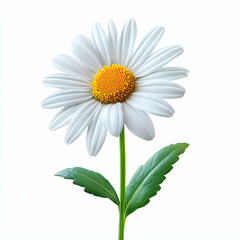 Naklejka premium White daisy flower image for design use