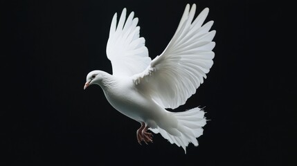 Majestic White Dove in Flight on black background