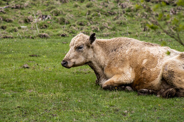 cow in a pasture