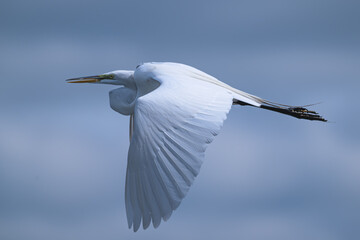 Great egret in flight against an overcast sky.