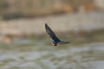 Barn Swallow (Hirundo rustica) in flight. The barn swallow is a small migratory bird with a forked tail, blue upperparts, and a reddish-brown throat.