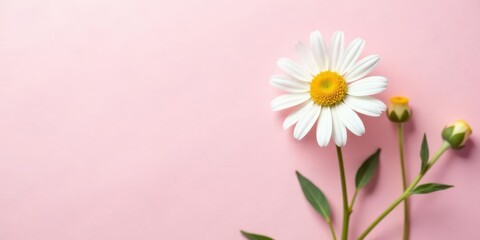 Obraz premium A single daisy and two buds on a pink background, showcasing the beauty of delicate wildflowers and their simple elegance.