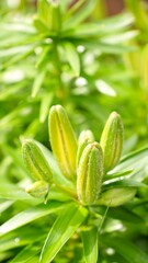 Stunning Closeup of Fresh Green Lily Buds with Water Drops and Ambient Light Effects
