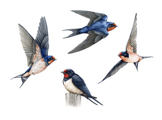 Flying birds watercolor painted illustration set on white background. Cute barn swallows with spread wings, sitting isolated element collection. Wildlife martin bird vintage style illustration © anitapol