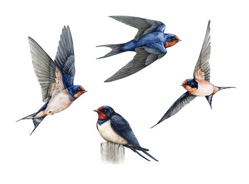 Flying birds watercolor painted illustration set on white background. Cute barn swallows with spread wings, sitting isolated element collection. Wildlife martin bird vintage style illustration